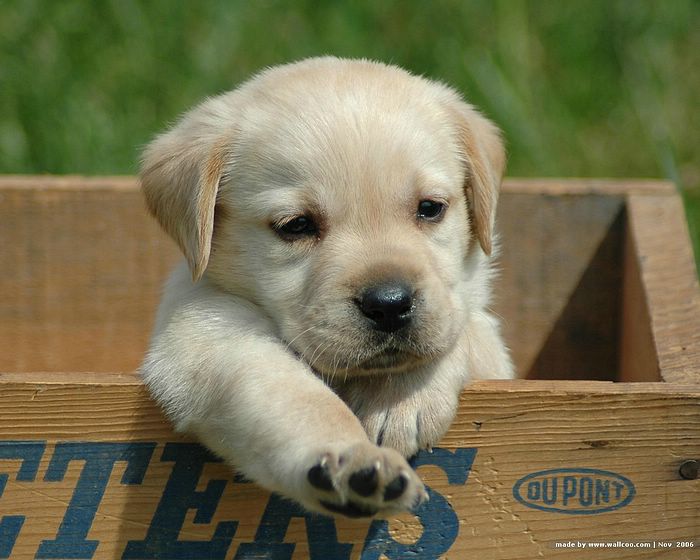 Labrador Retriever Yellow Puppy Trying To Come Out Of Box