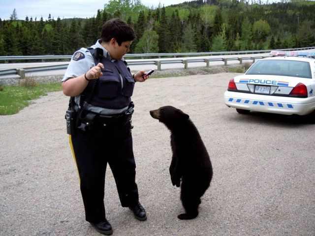 Lady Cop Talking To Bear Funny Picture