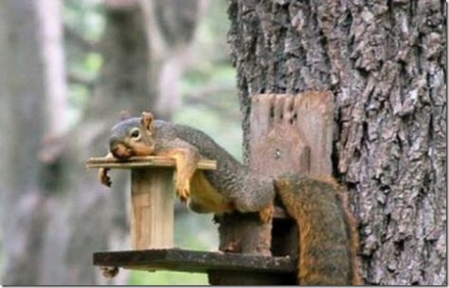 Lazy Squirrel Funny Image