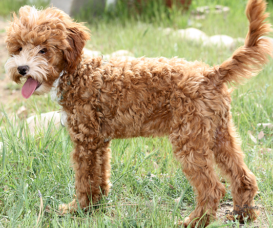 Light Brown Cockapoo Dog Picture