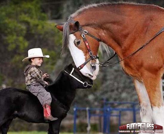 Little Cowboy Funny Picture