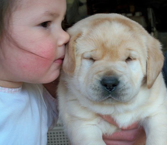 Little Girl Kissing Yellow Labrador Retriever Puppy