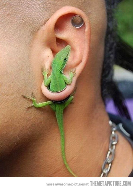 Lizard Ear Hole Funny Picture