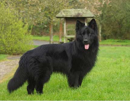 Long Haired Black German Shepherd Dog