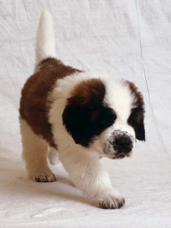 Miniature Saint Bernard Puppy Image