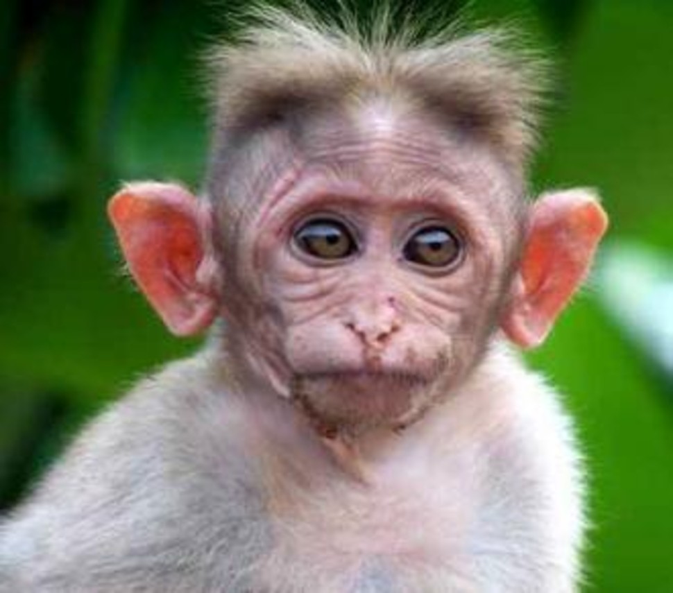 Monkey Big Ears Funny Picture