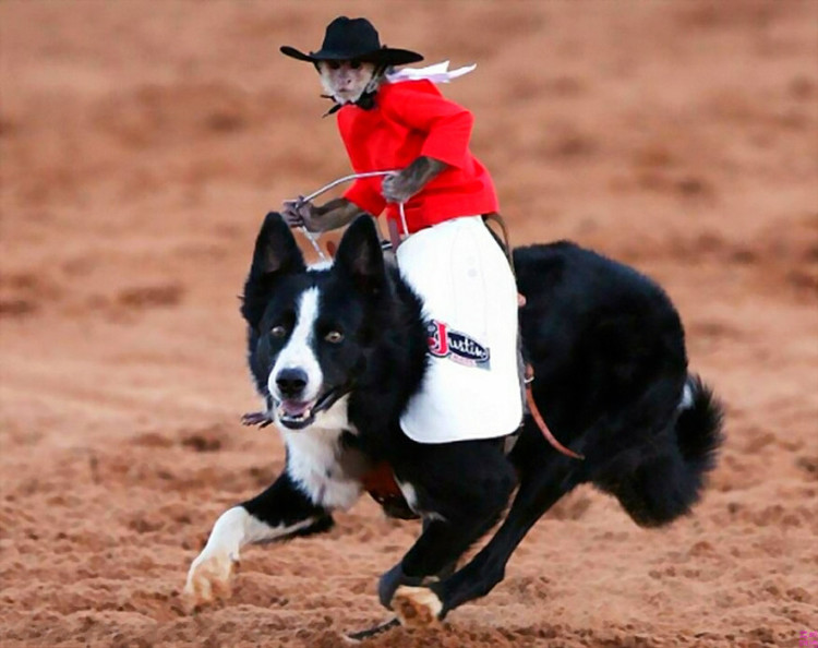 Monkey Cowboy Riding Dog Funny Picture