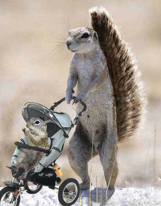 Mother Squirrel With Perambulator Funny Picture