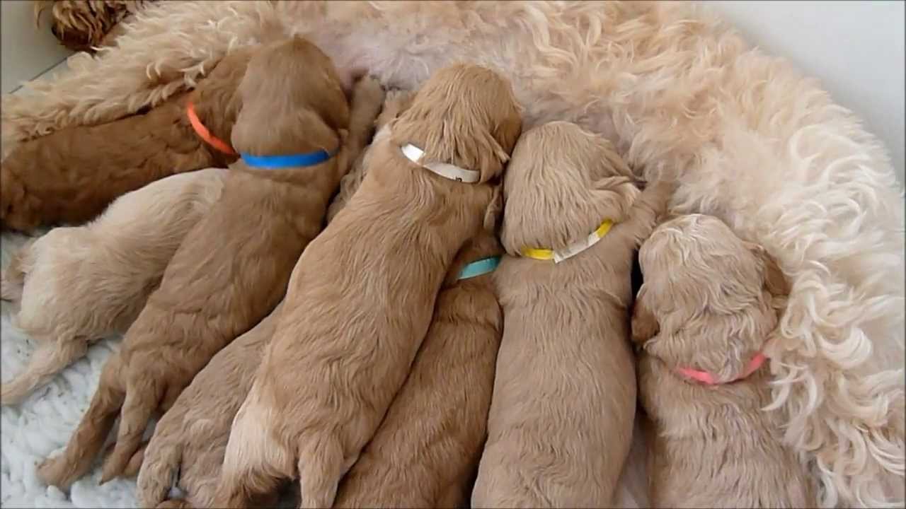 New Born Cockapoo Puppies Sleeping Picture