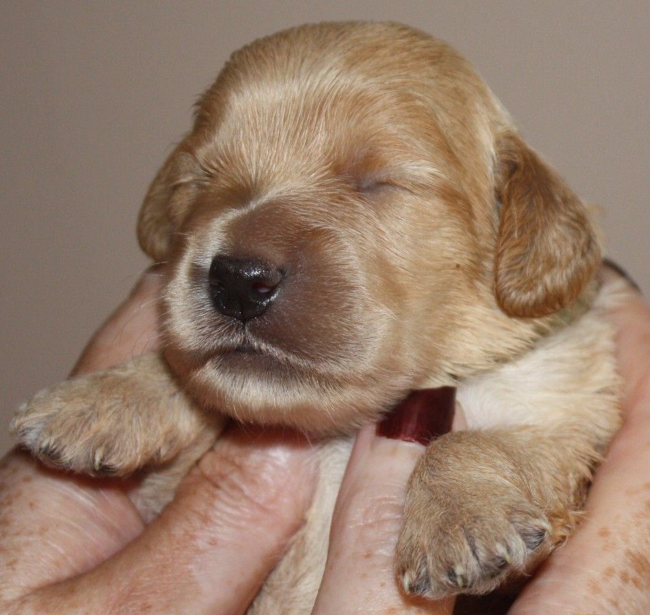 New Born Cockapoo Puppy Picture