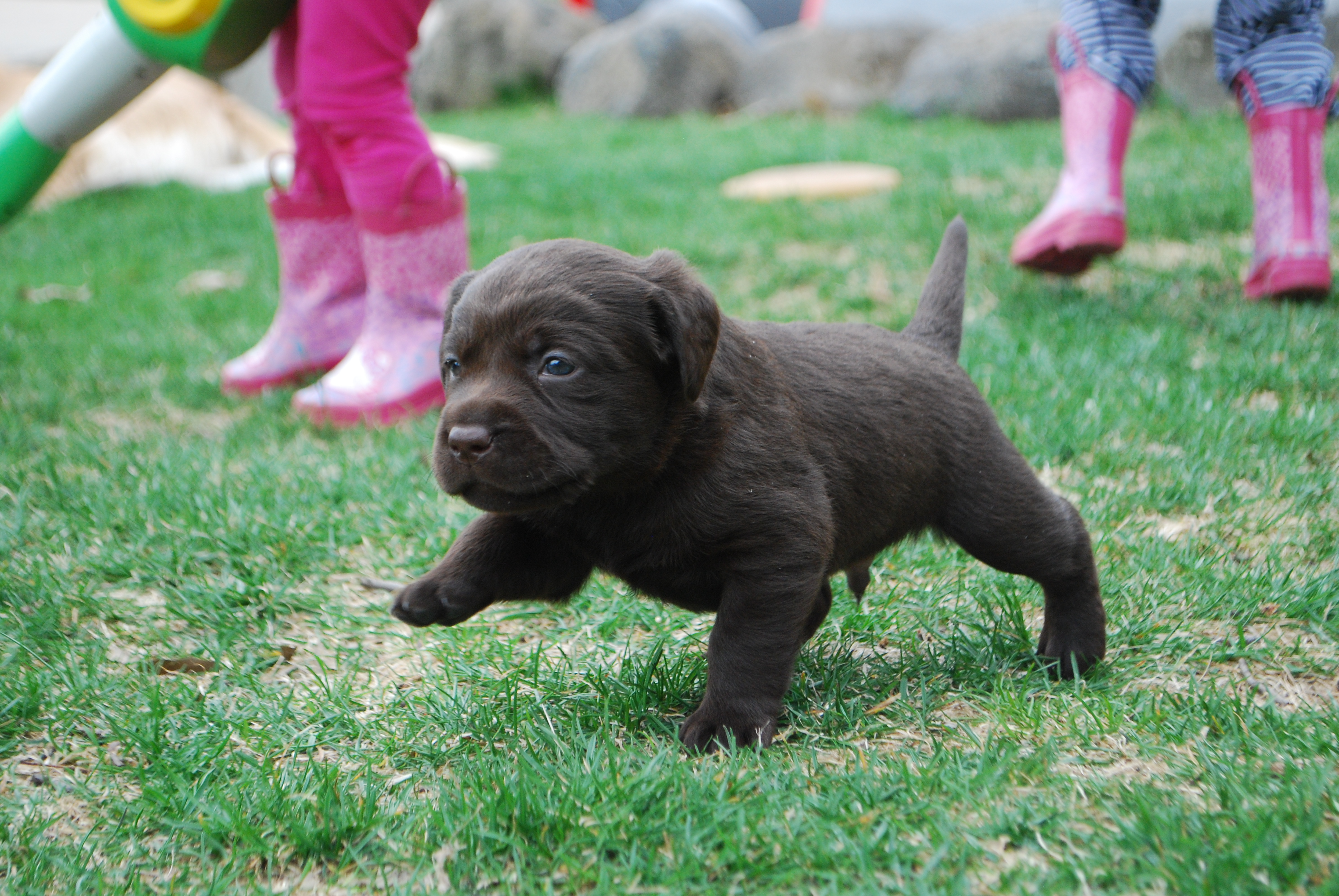 New Born Cute Chocolate Labrador Retriever Puppy