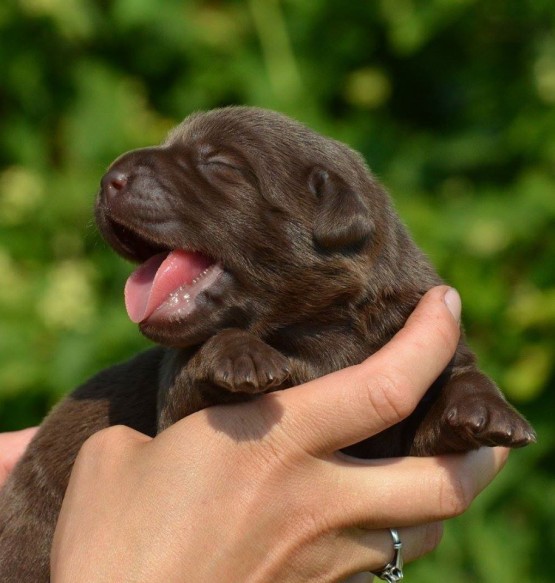 New Born Cute Little Chocolate Labrador Retriever Puppy