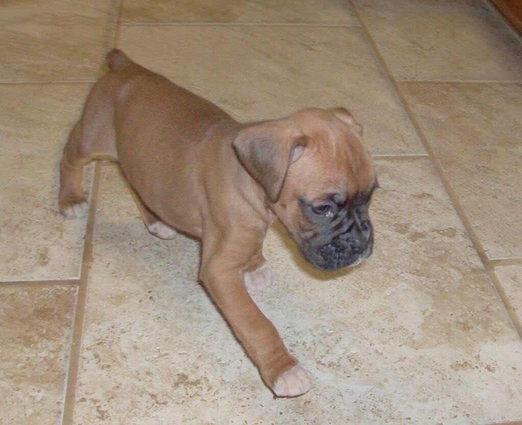 New Born Fawn Boxer Puppy
