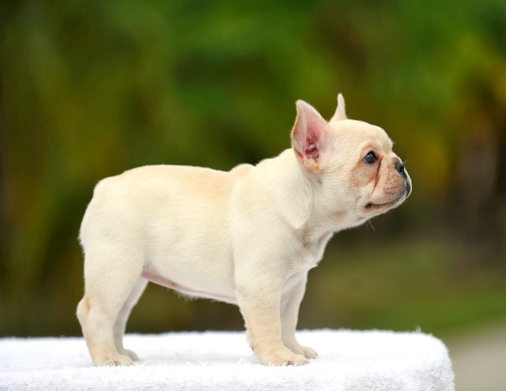 New Born French Bulldog Puppy Standing Picture