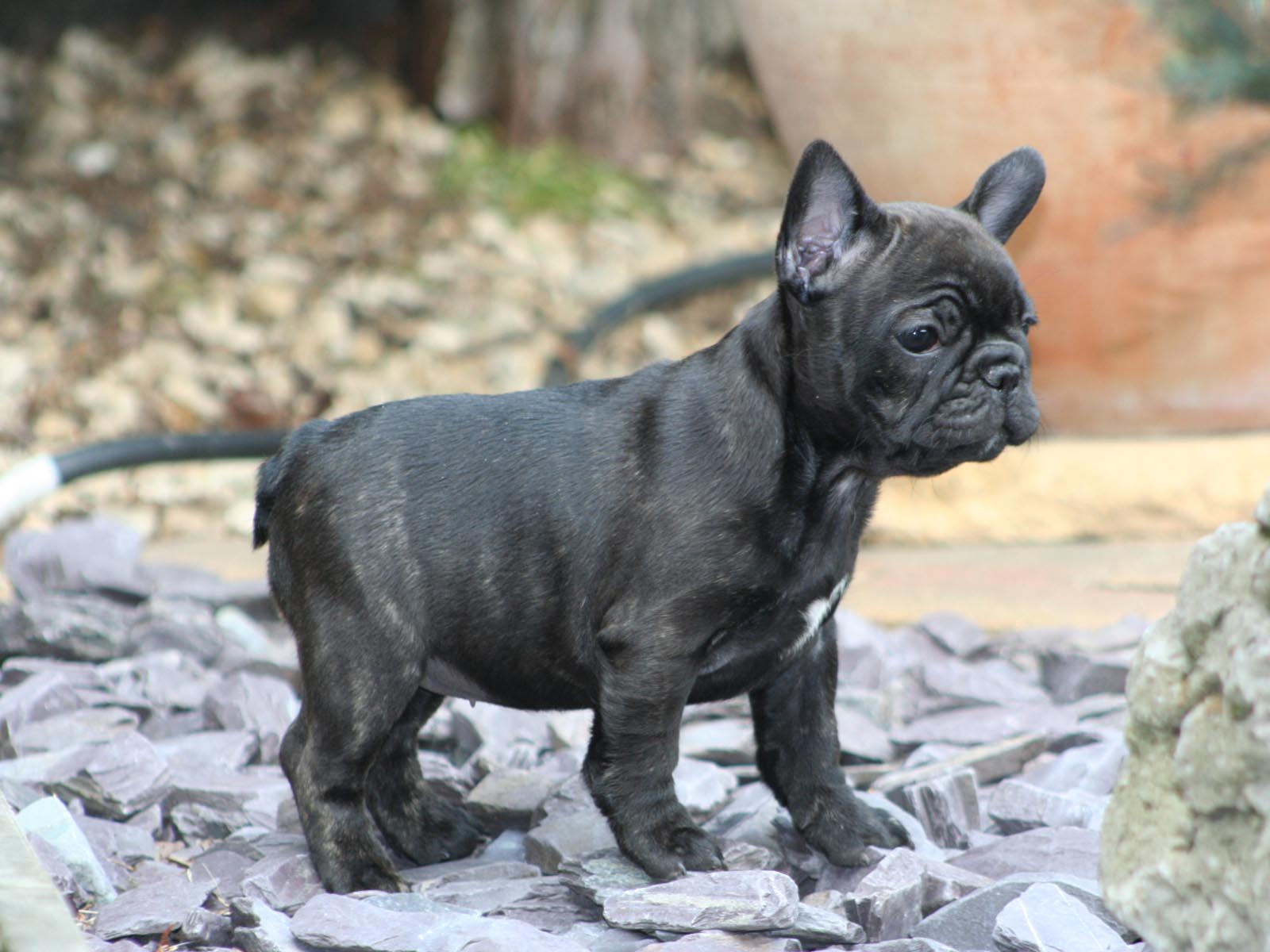 New Born French Bulldog Puppy