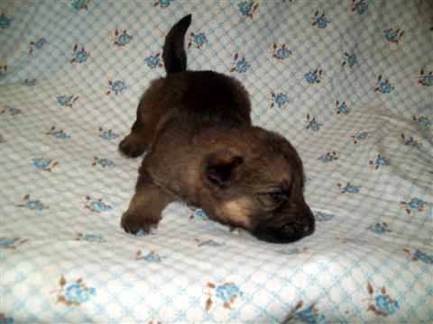 New Born German Shepherd Puppy Photo