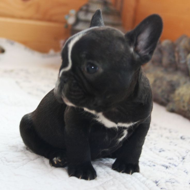 Newborn Black French Bulldog