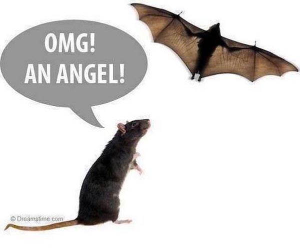 Omg An Angel Funny Bat Image