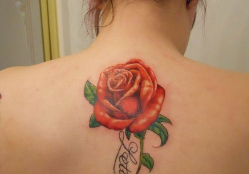 Orange Rose Tattoo On Girl Upper Back