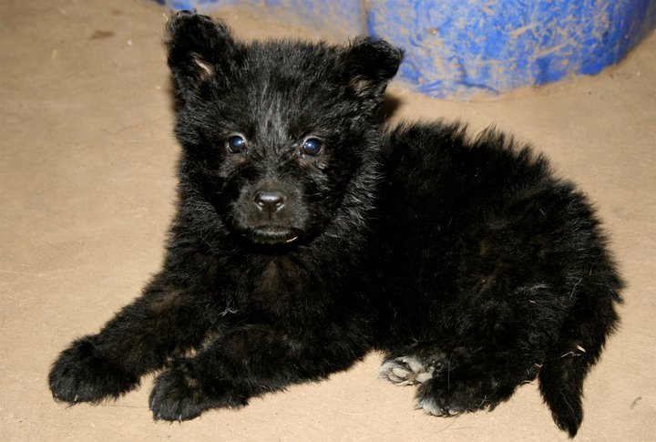 Pure Black German Shepherd Puppy Picture
