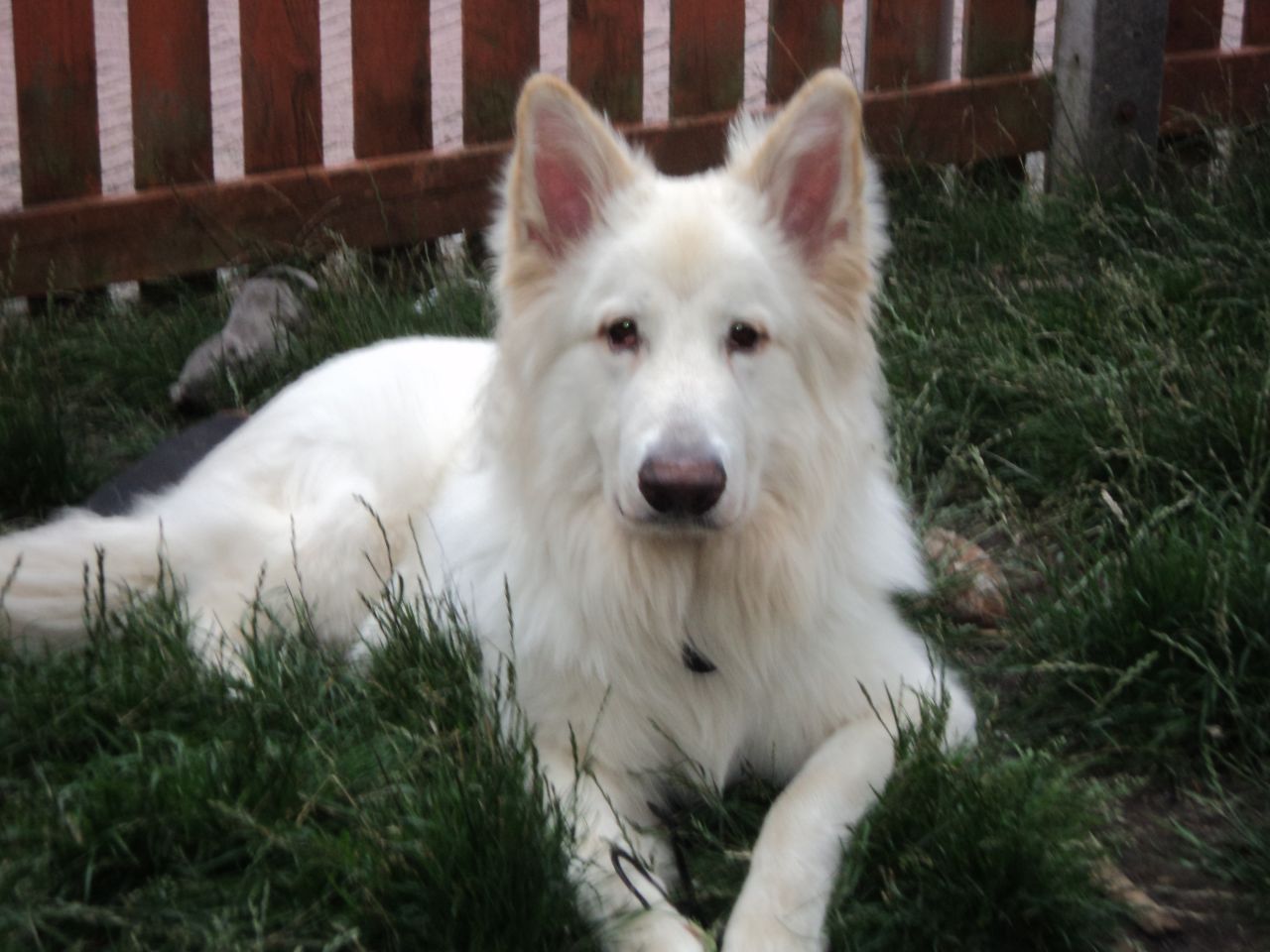 Pure White German Shepherd Dog Picture
