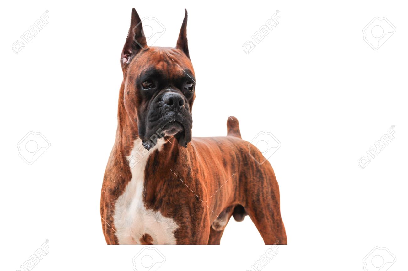 Purebred Boxer Dog Picture