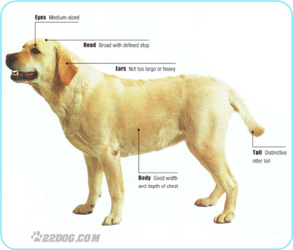 Purebred Labrador Retriever Description