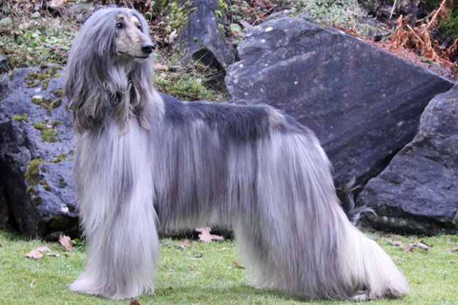 Purple Hair Afghan Hound Picture