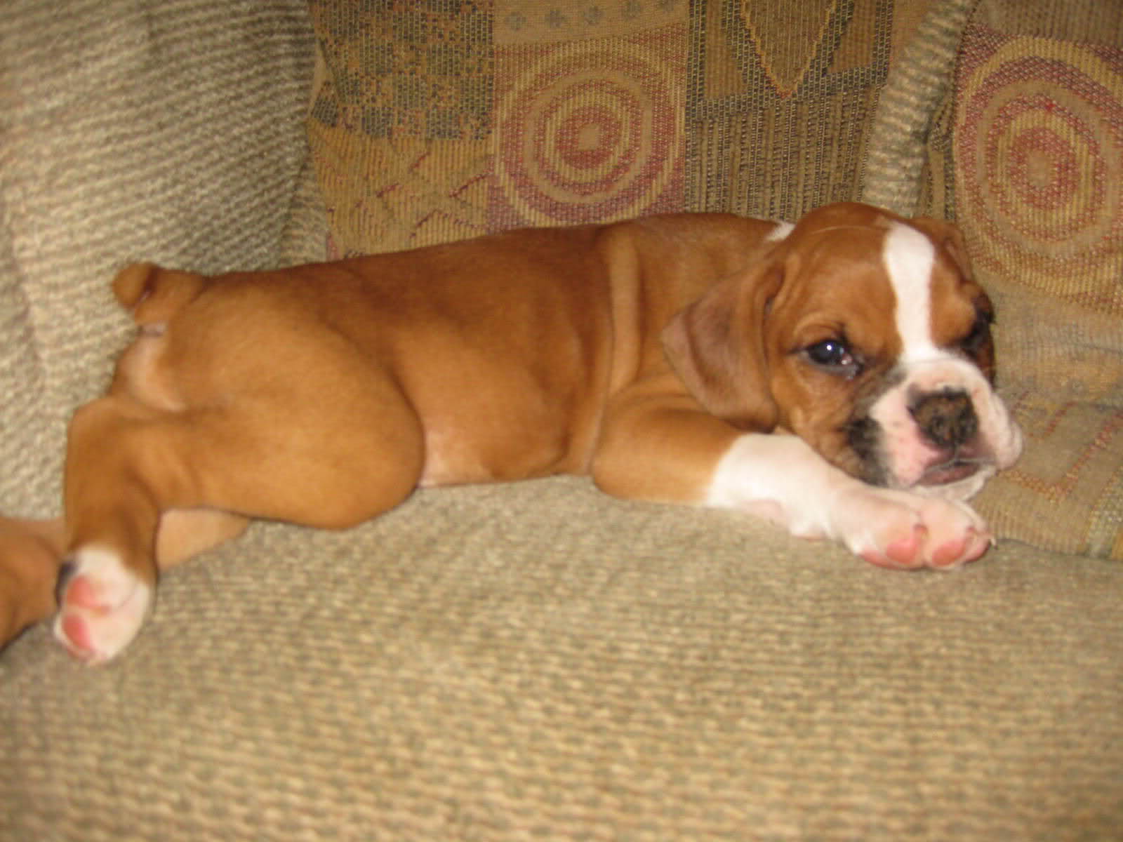 Relaxing Boxer Puppy Picture