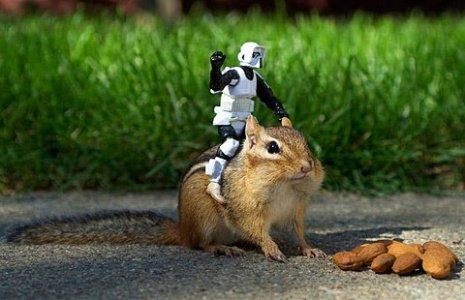 Robot On Squirrel Funny Picture