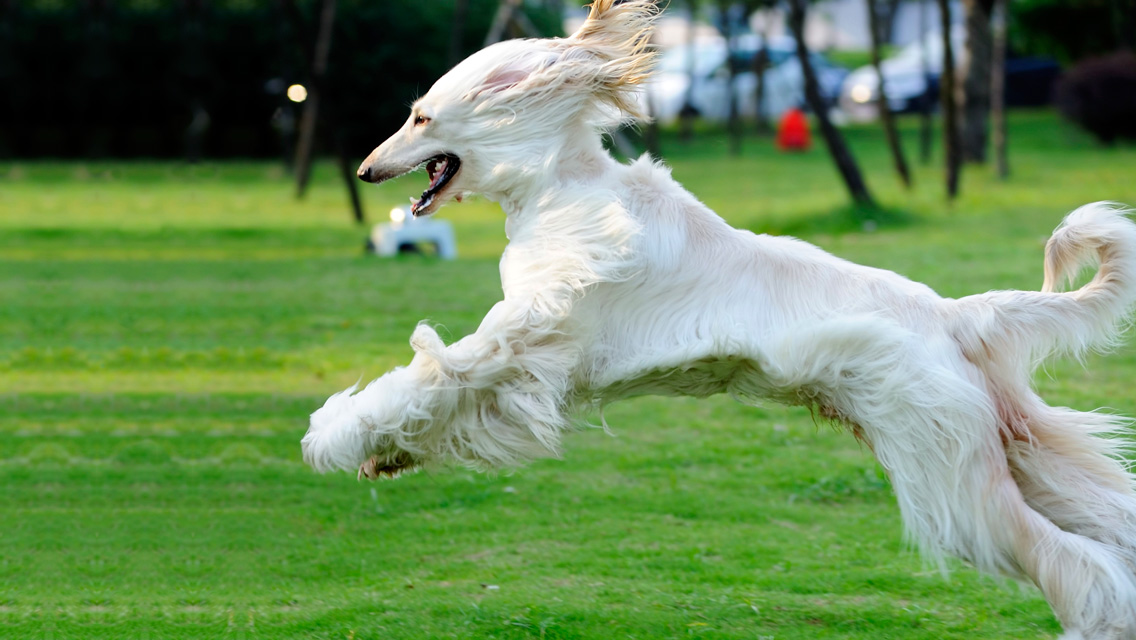 Running Afghan Hound Picture
