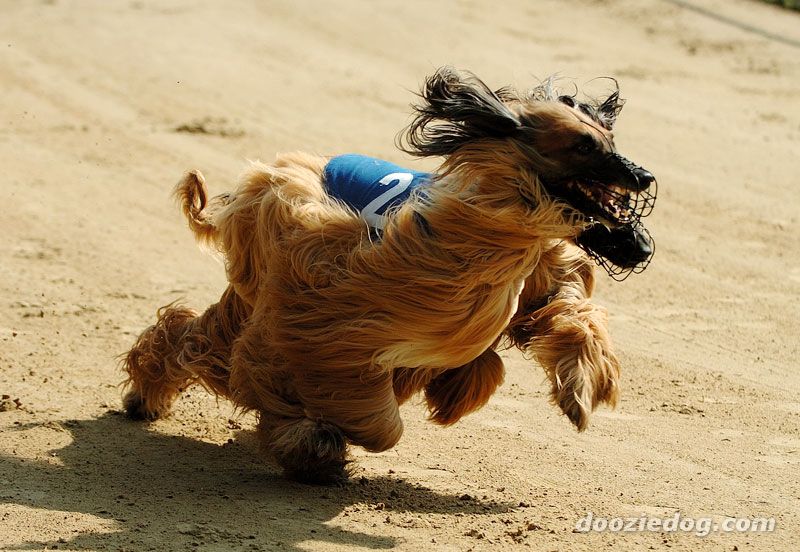Running Afghan Hound With Mask