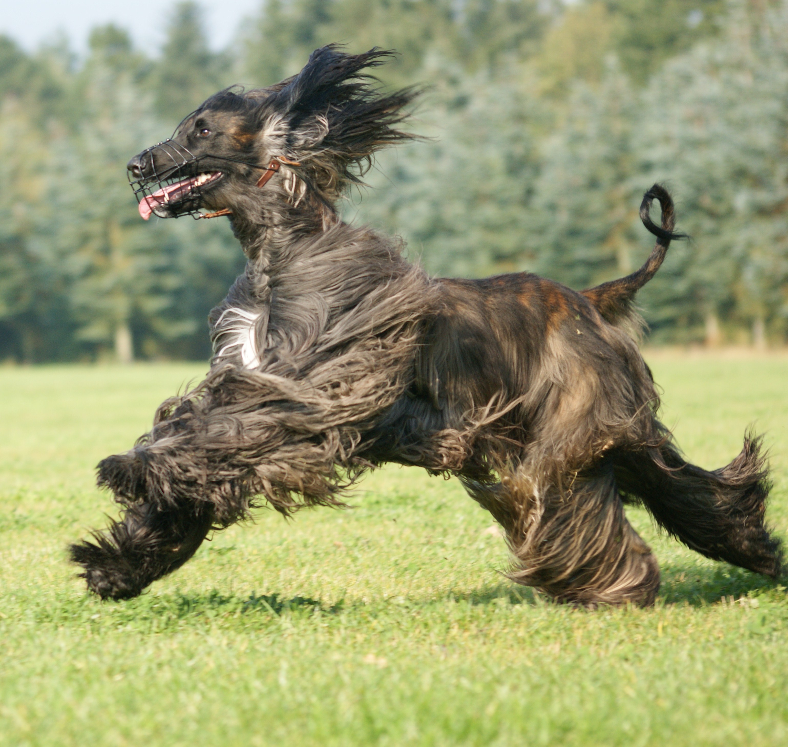 Running Black Afghan Hound With Mouth Basket
