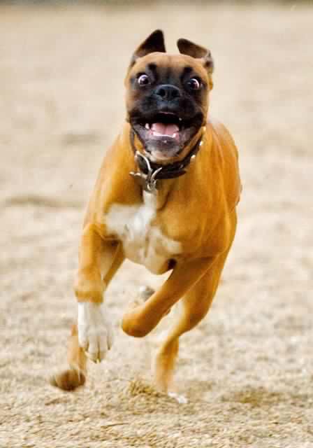 Running Boxer Dog Picture