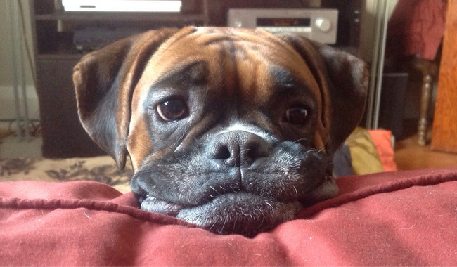 Sad Boxer Dog Face