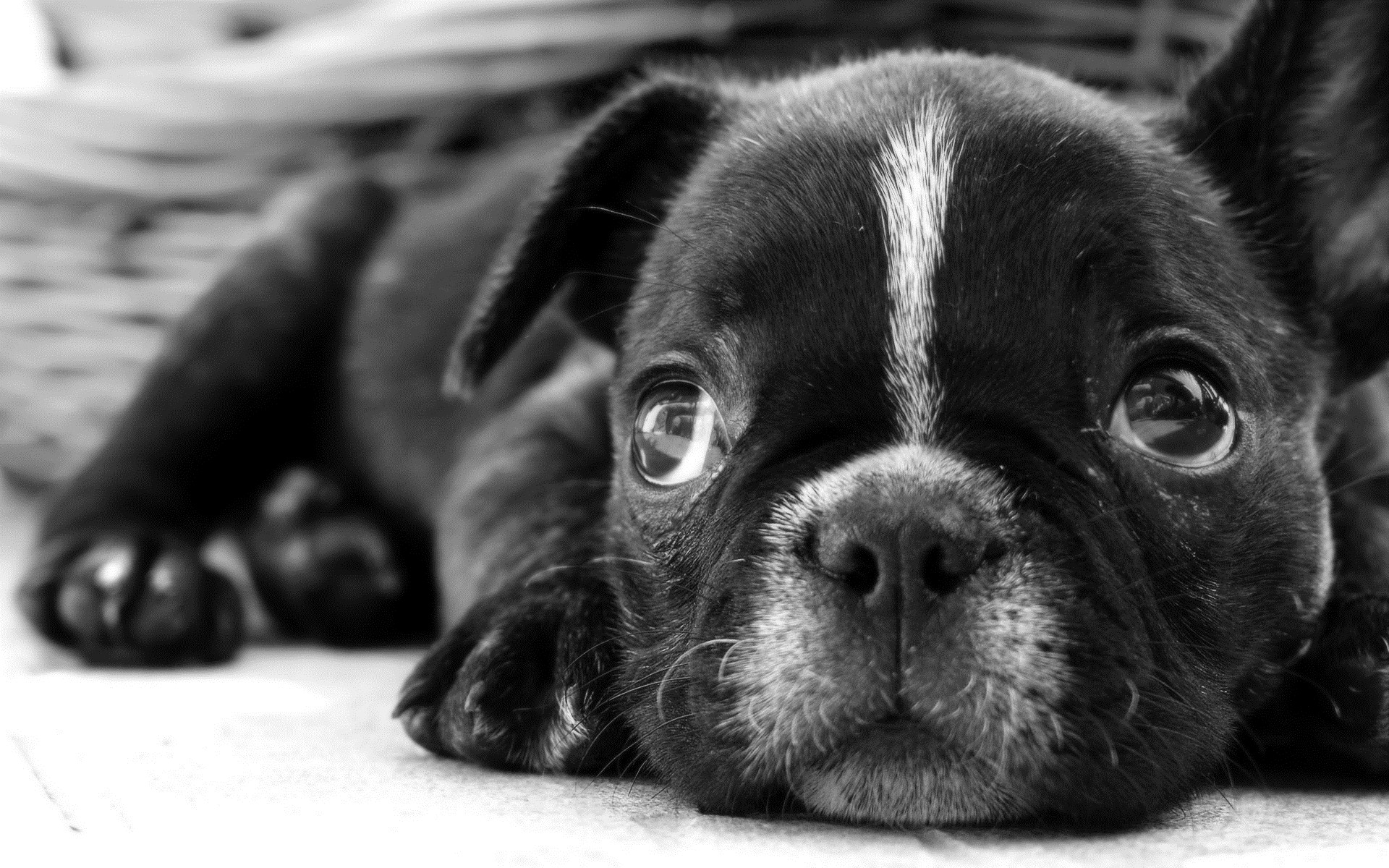 Sad Cute Black French Bulldog Puppy