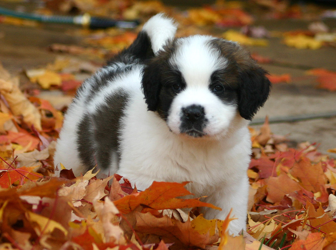 Saint Bernard Cute Puppy Picture