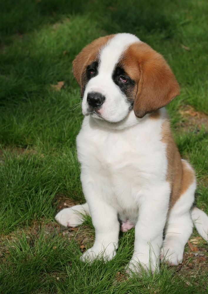48 Most Beautiful Saint Bernard Puppy Pictures And Images