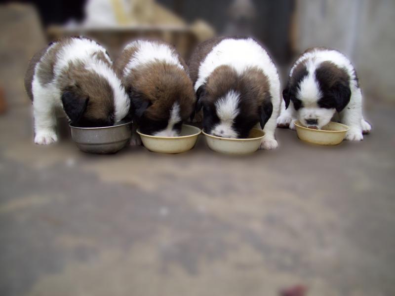 Saint Bernard Puppies Eating Food Picture