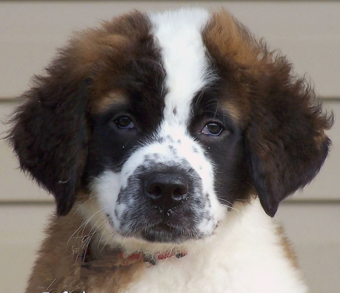 Saint Bernard Puppy Close Up Face