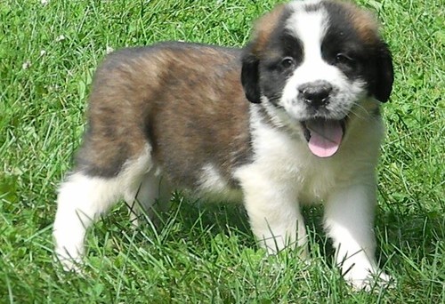 Saint Bernard Puppy Cute Picture