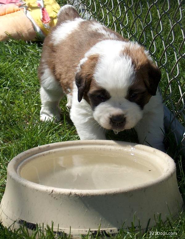 Saint Bernard Puppy Drinking Water