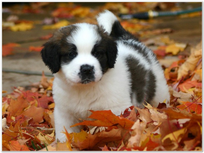 Saint Bernard Puppy Standing On Autumn Leaves