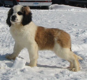 Saint Bernard Puppy Standing On Snow