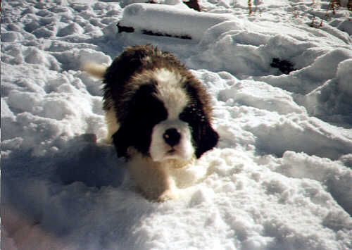 Saint Bernard Puppy Walking On Snow