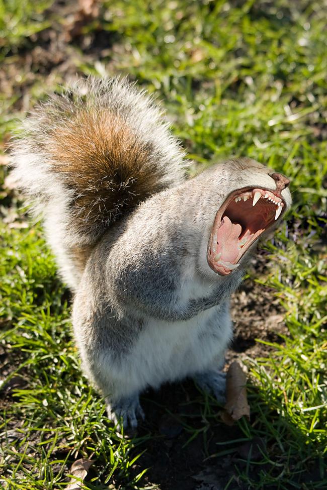 Screaming Face Funny Squirrel Picture
