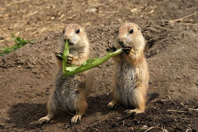Sharing Food Funny Squirrels Picture