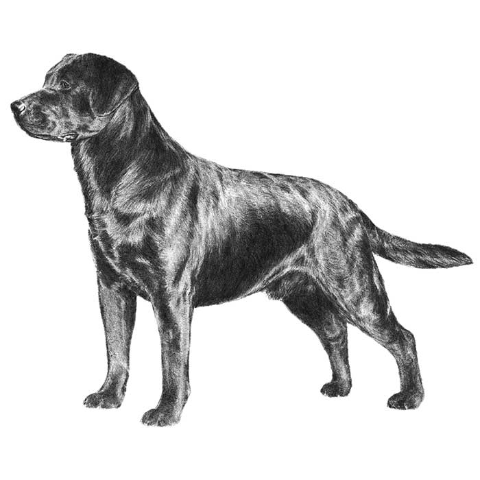 Shining Black Labrador Retriever Dog Picture
