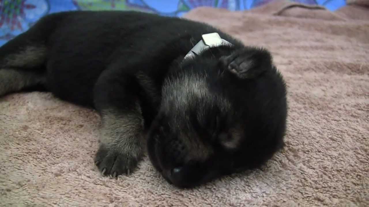 Six Day Old German Shepherd Puppy Sleeping Picture