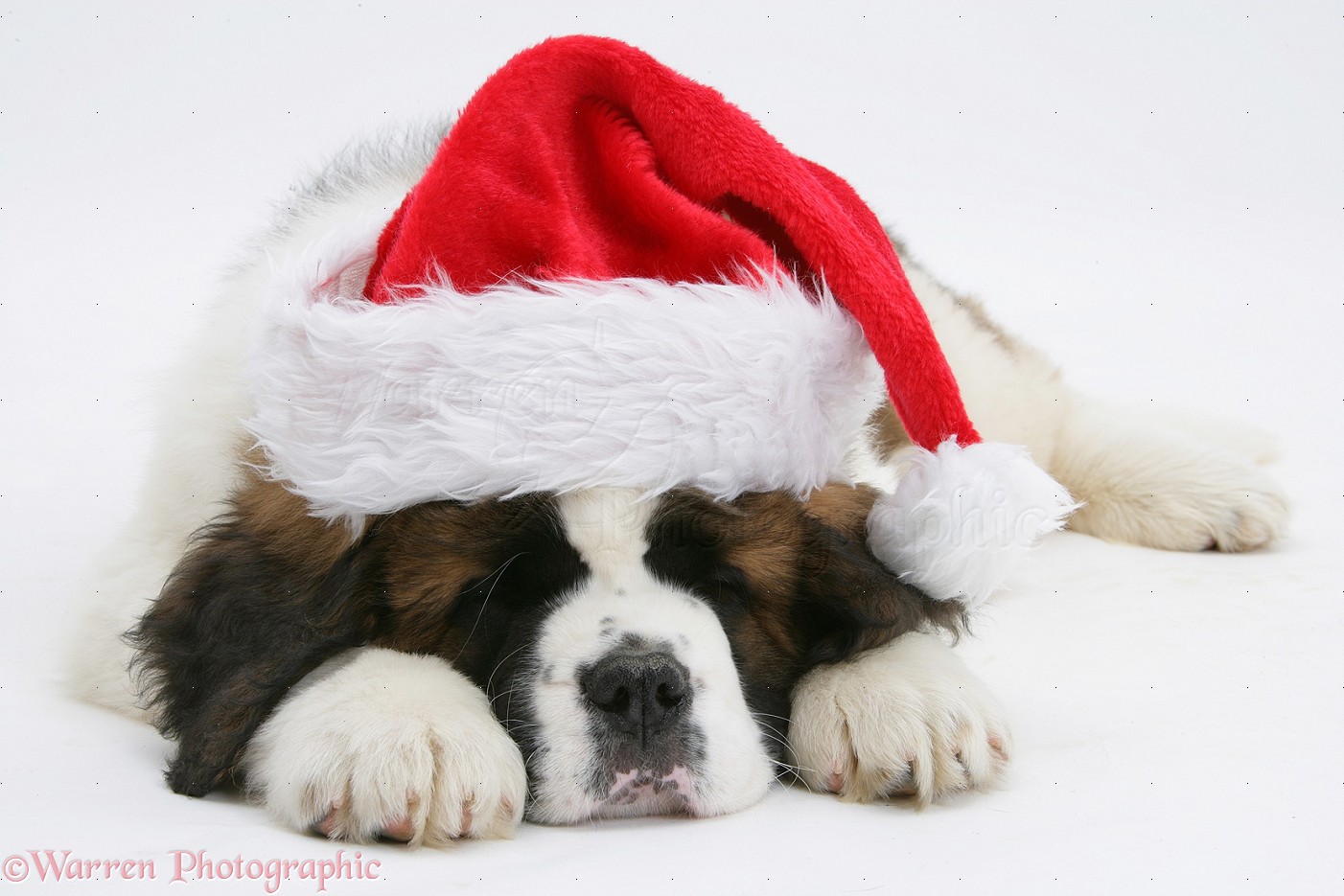 Sleeping Saint Bernard Puppy With Santa Claus Cap